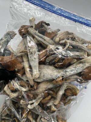 penis envy mushrooms