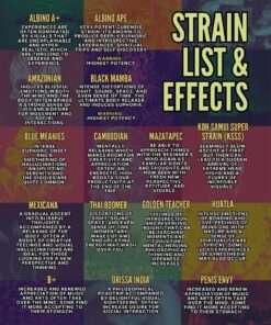 magic truffles psychedelic mushroom